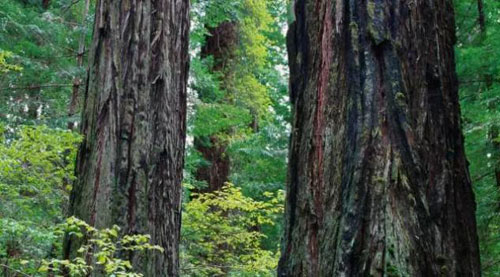 鵬鴻原生精品生態板八大優勢介紹