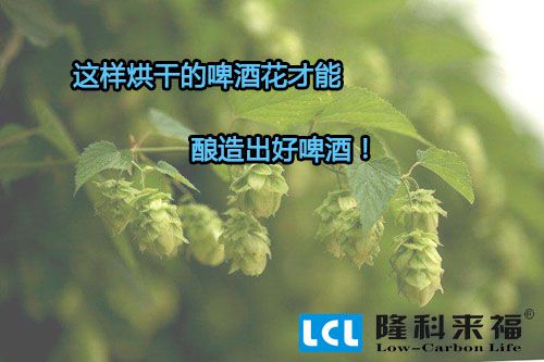 空氣能熱泵烘干的啤酒花才能釀造出好啤酒！
